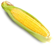 Jagung